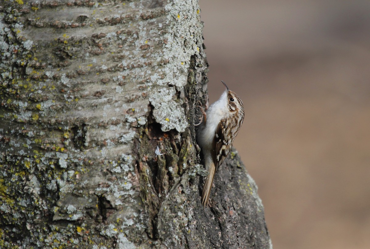 Brown Creeper - ML140554141