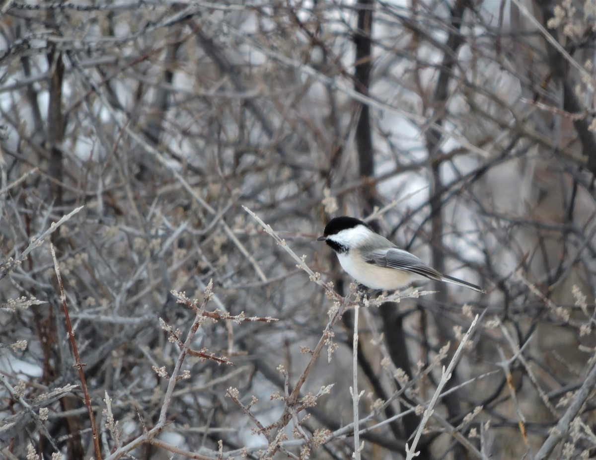 Mésange à tête noire - ML140554191