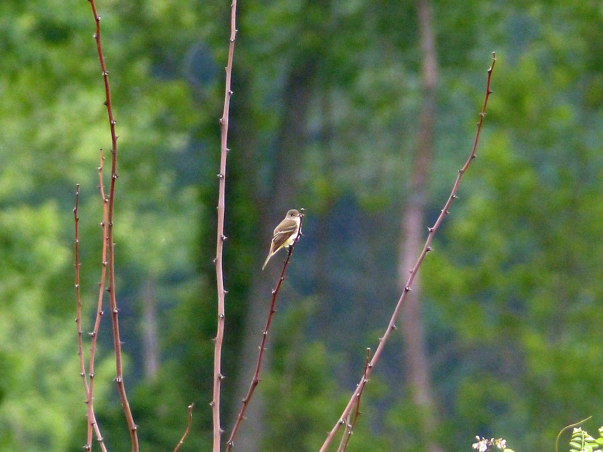 Alder Flycatcher - ML140554461