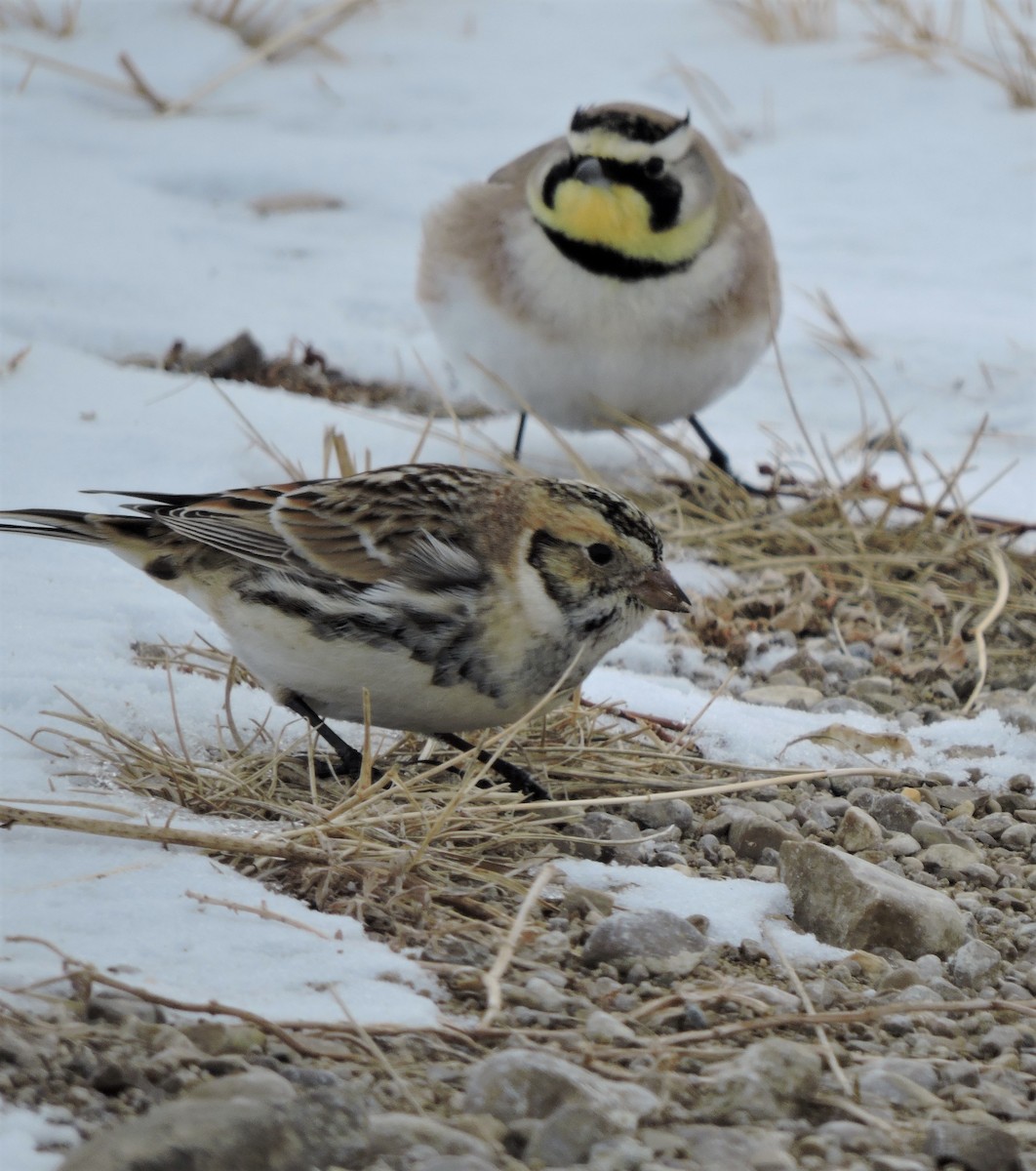 Horned Lark - ML140554591