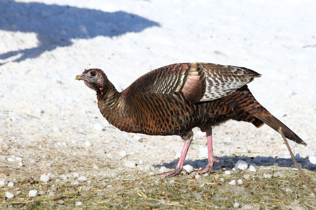 Wild Turkey - ML140554951