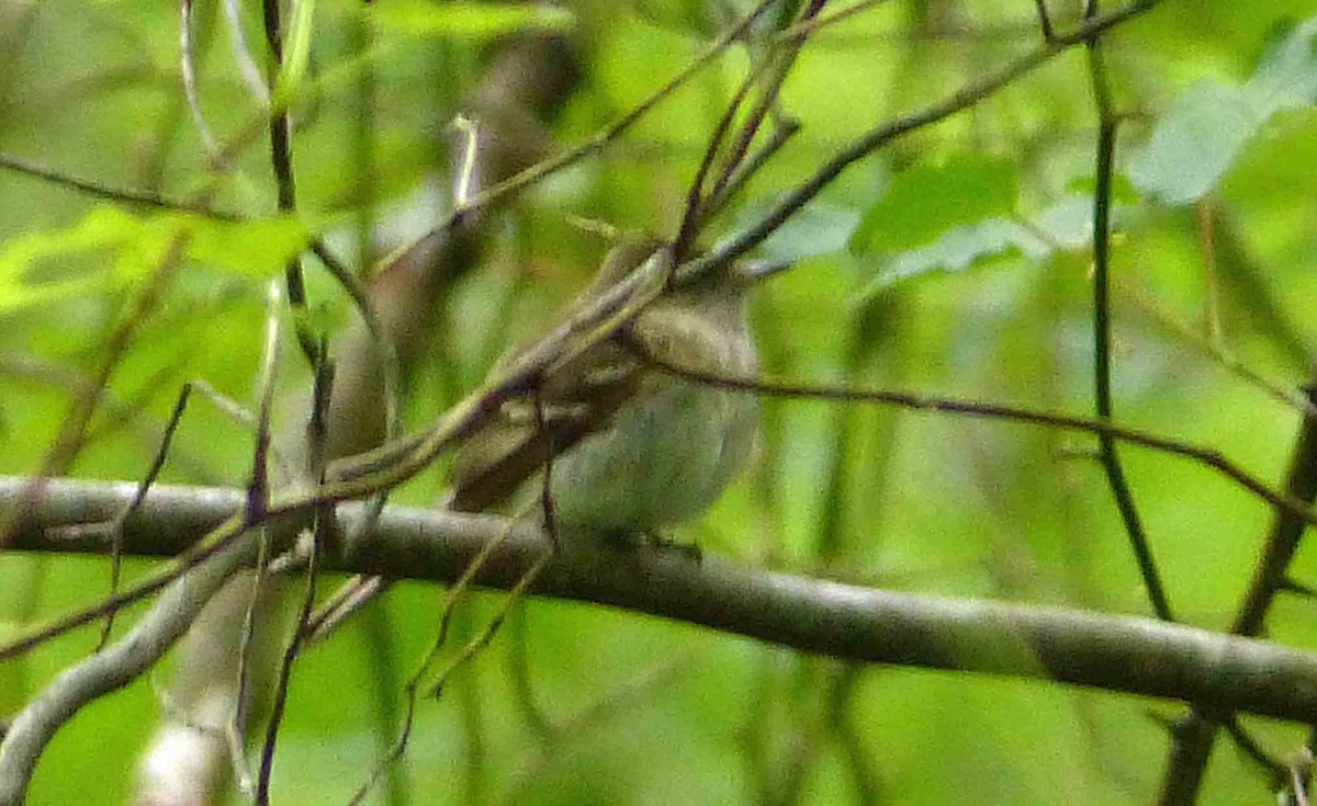 Acadian Flycatcher - ML140555041