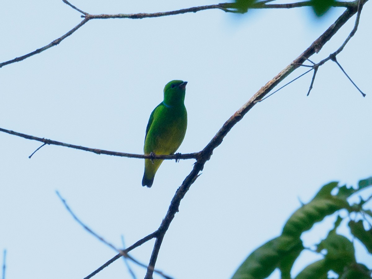 Golden-browed Chlorophonia - ML140555091