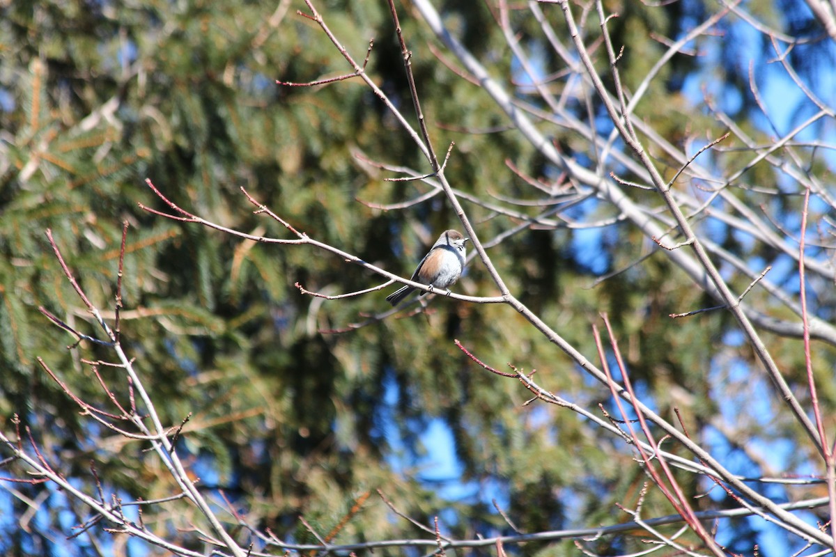 Mésange à tête brune - ML140555141