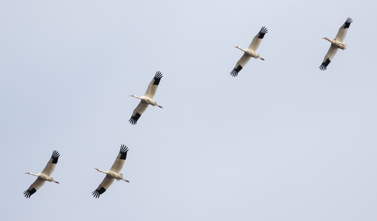 Siberian Crane - Mhairi McFarlane