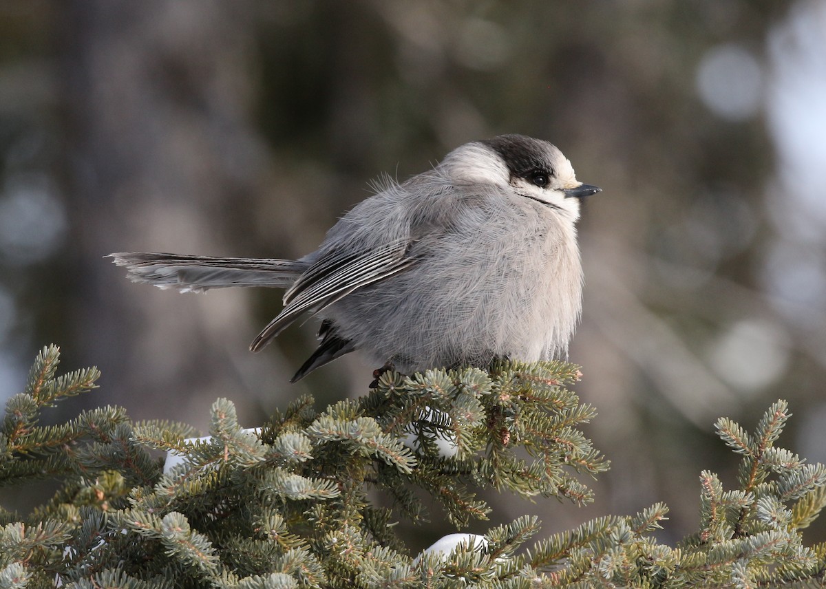 Canada Jay - Jon Pleizier