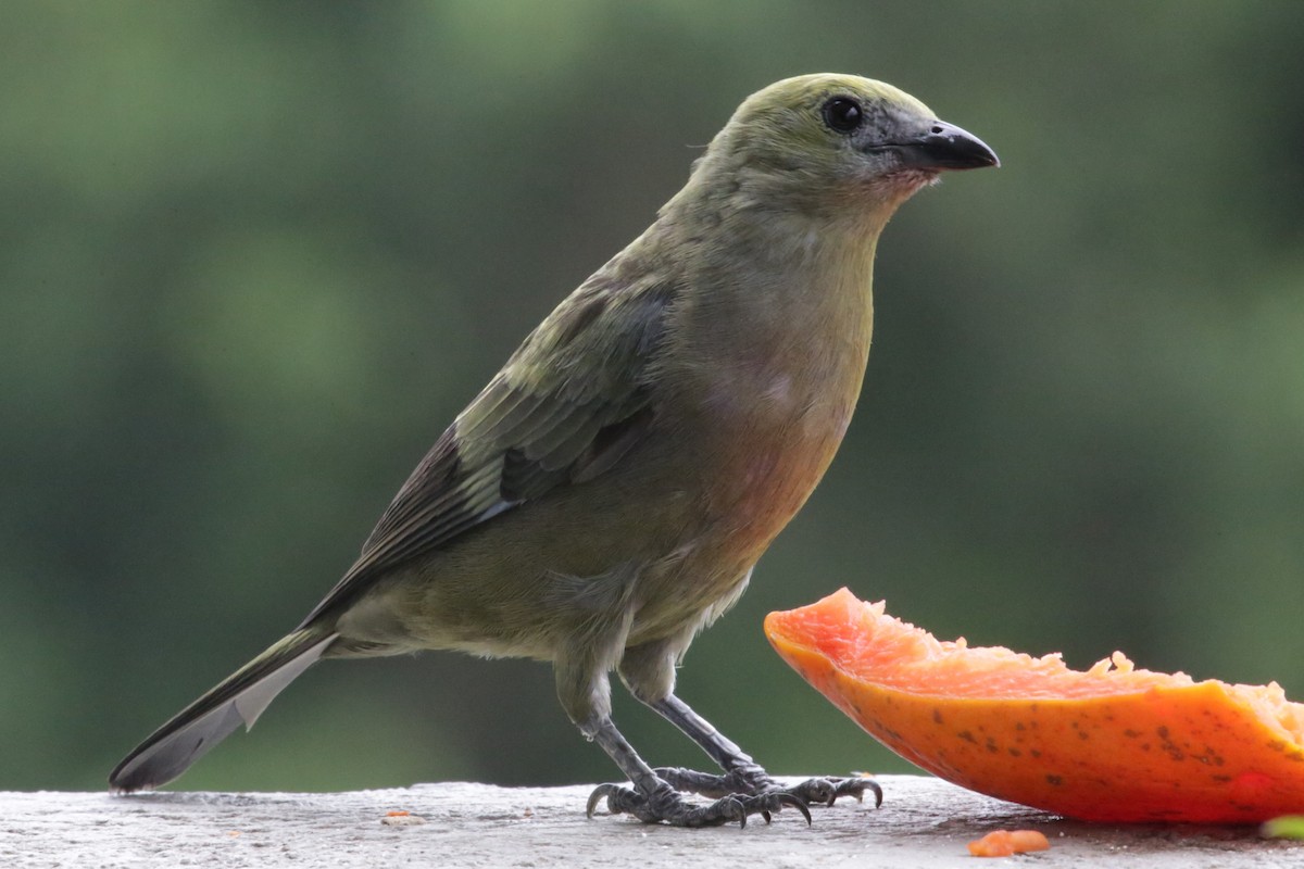 Palm Tanager - Francisco J. Ordonez M.