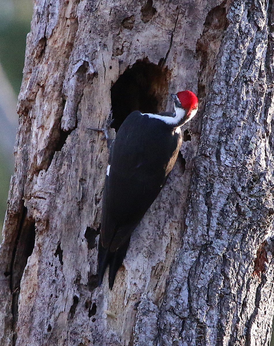 Pileated Woodpecker - ML140555971