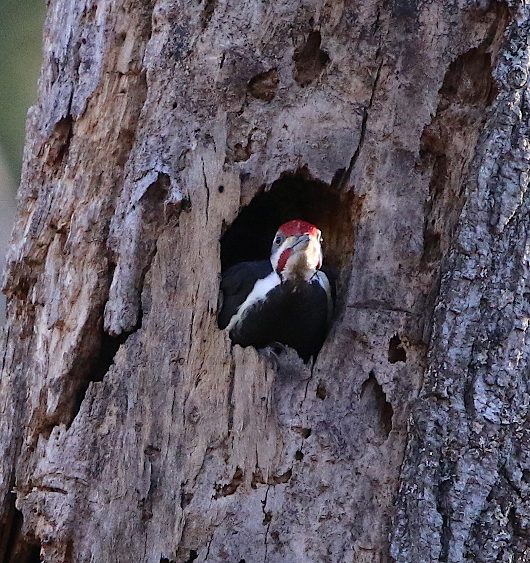 Pileated Woodpecker - ML140555991