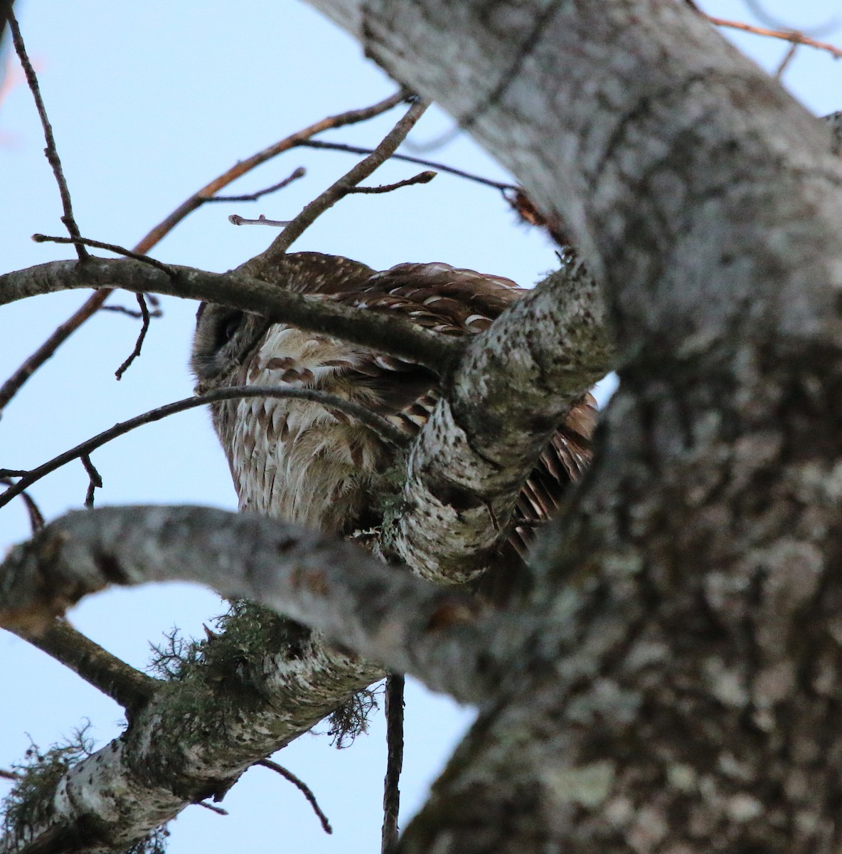Barred Owl - ML140556621