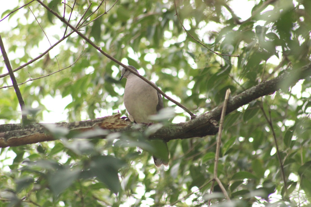 White-tipped Dove - Sebastián Leonel Muñoz