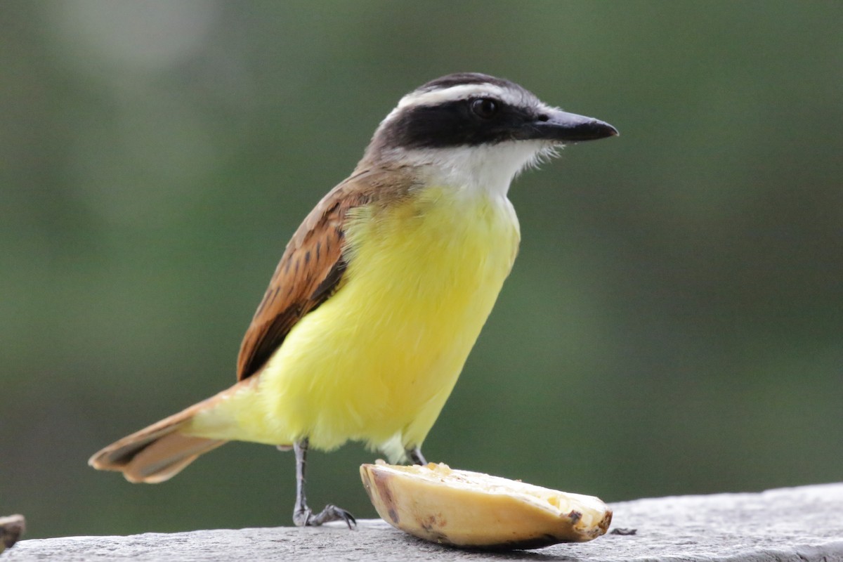 Great Kiskadee - ML140556941