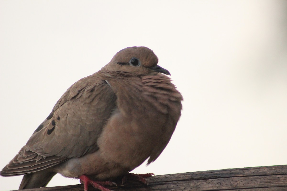 Eared Dove - Sebastián Leonel Muñoz