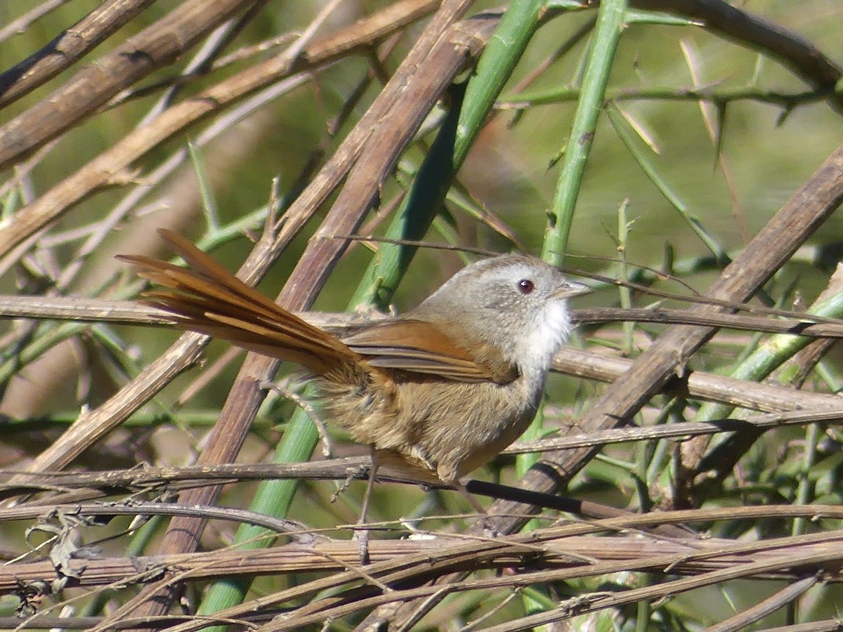 Rufous-tailed Babbler - ML140558101