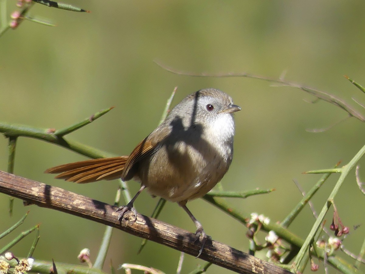 Rufous-tailed Babbler - ML140558111