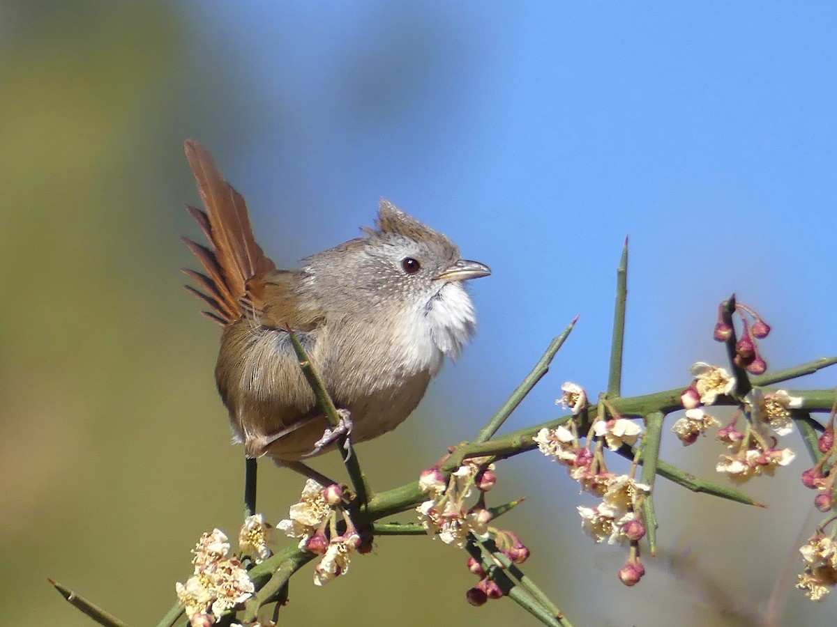 Rufous-tailed Babbler - ML140558121