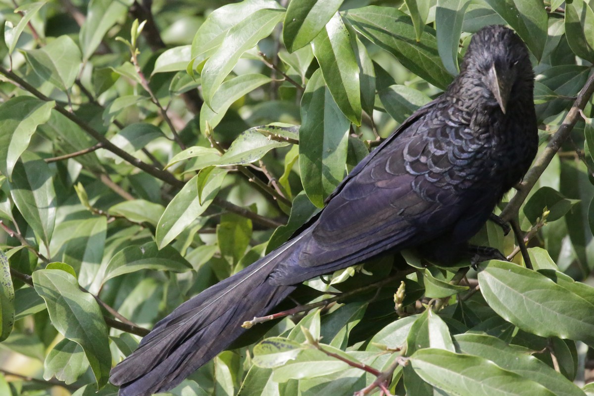 Smooth-billed Ani - Francisco J. Ordonez M.