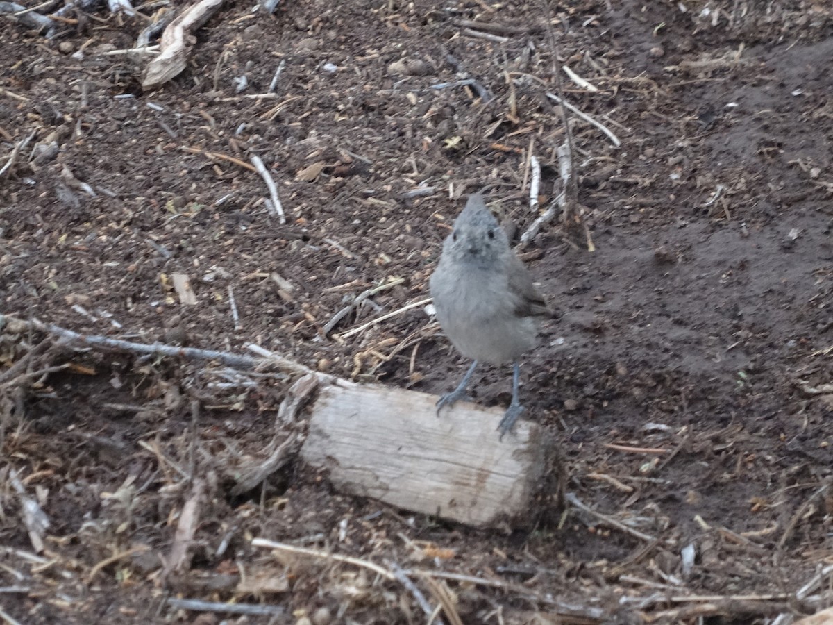 Juniper Titmouse - Thomas Koffel