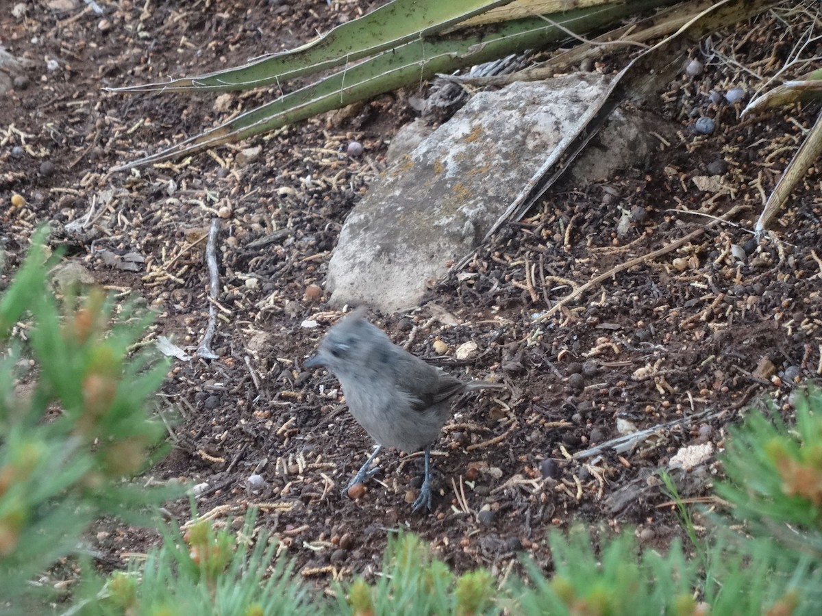 Juniper Titmouse - Thomas Koffel