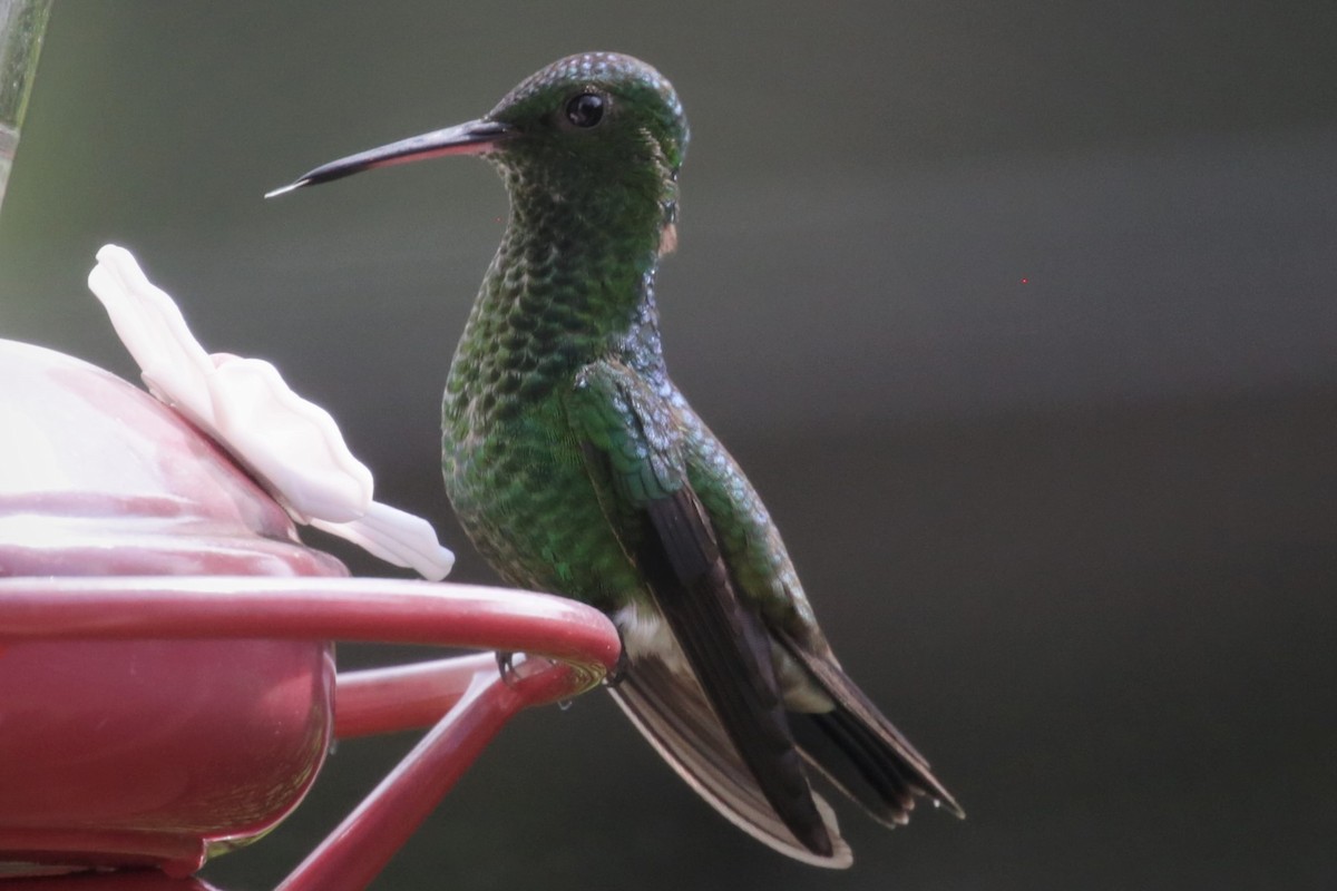 Steely-vented Hummingbird - ML140559201