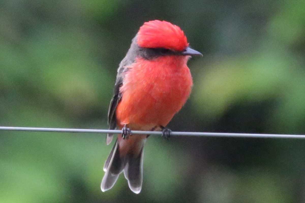 Vermilion Flycatcher - ML140559301