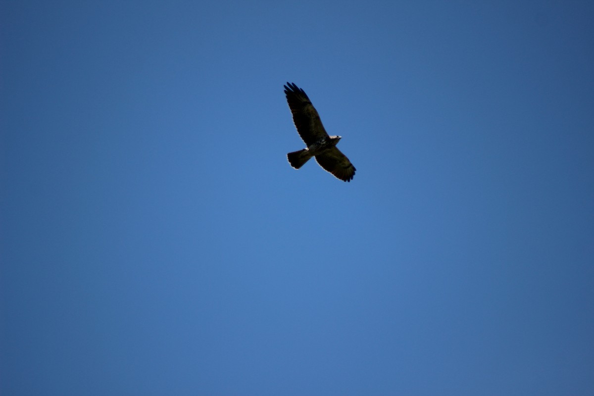 Swainson's Hawk - Sebastián Leonel Muñoz