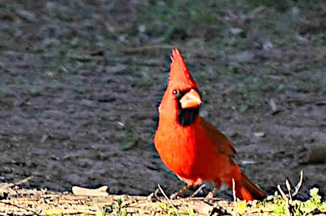Cardinal rouge - ML140559441
