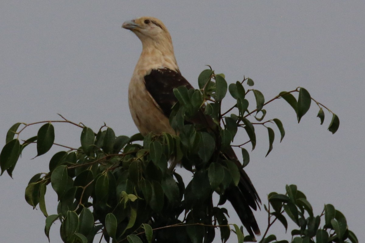 Yellow-headed Caracara - ML140559721