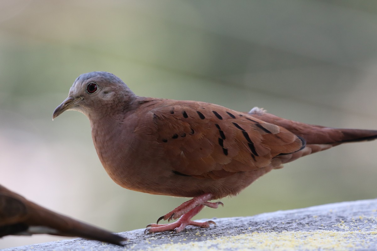 Ruddy Ground Dove - Francisco J. Ordonez M.