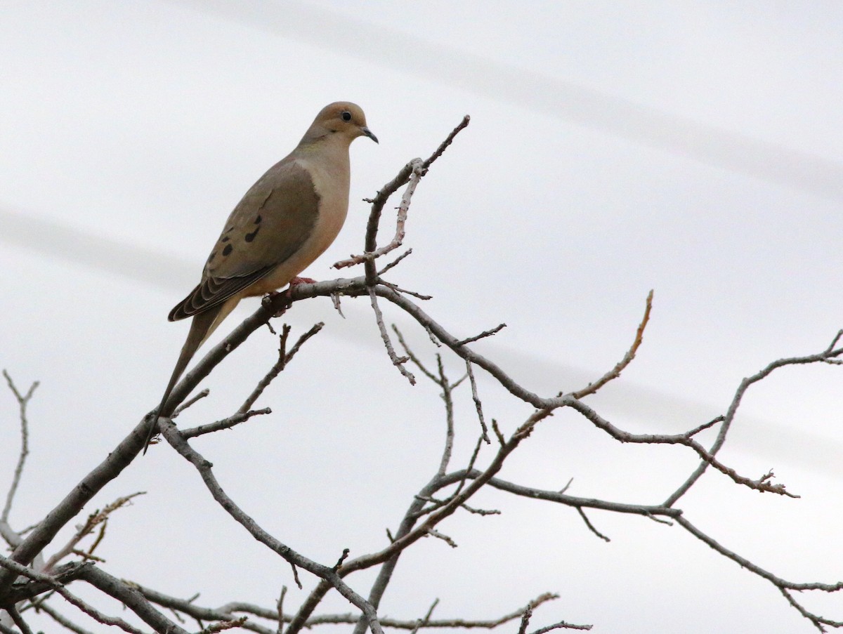 Mourning Dove - ML140560421