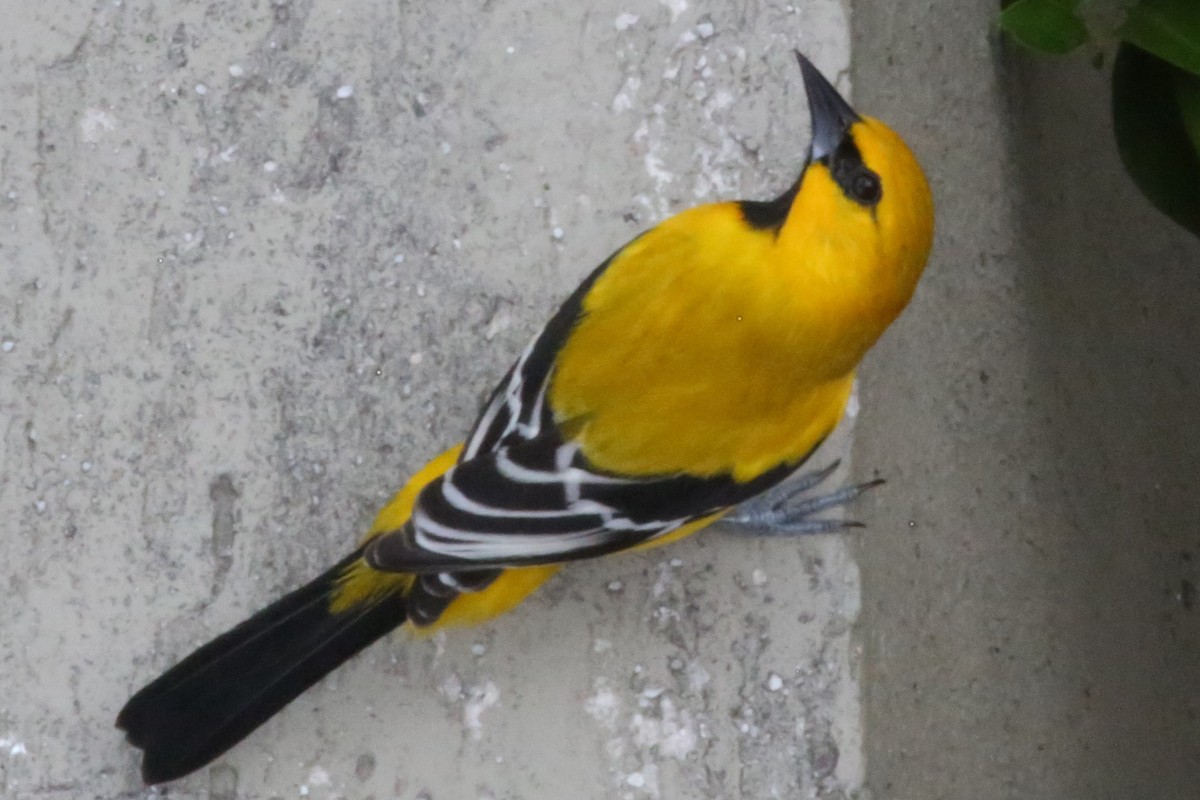 Yellow Oriole - ML140560451