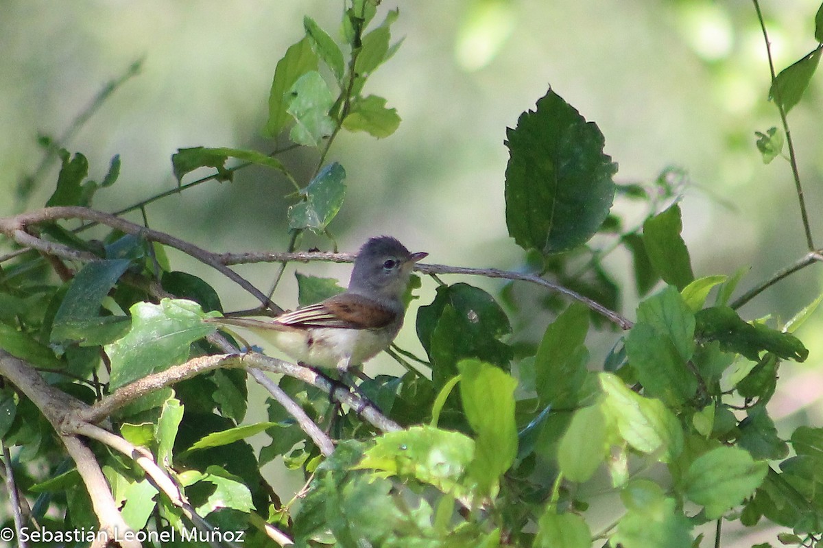 Mosquerito Silbón - ML140561151