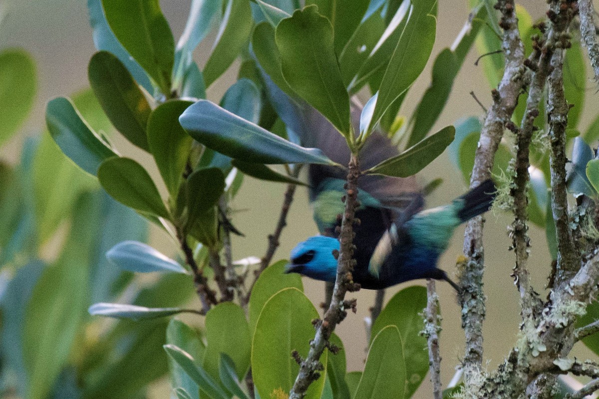 Calliste à cou bleu - ML140562321