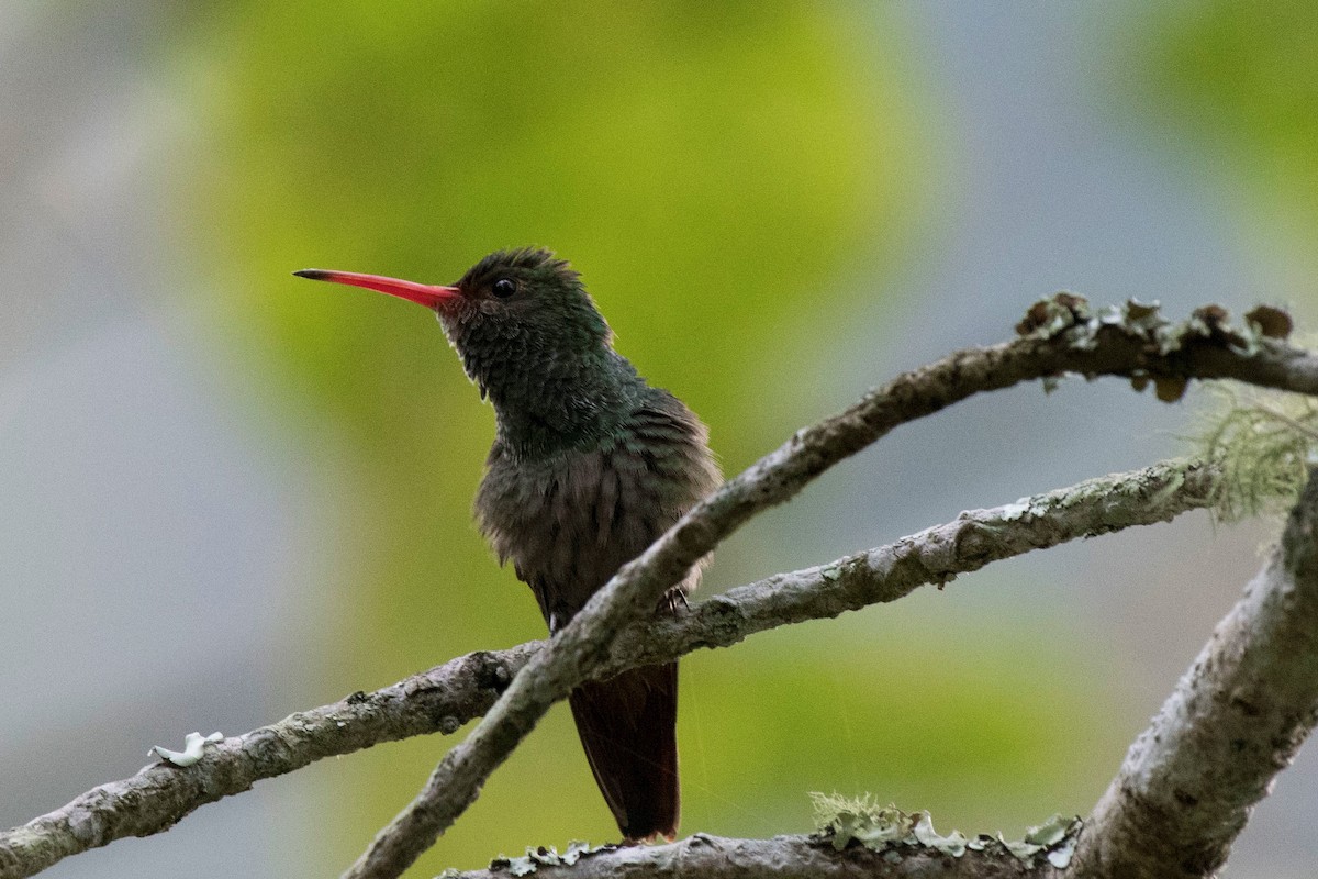 Rufous-tailed Hummingbird - Estela Quintero-Weldon