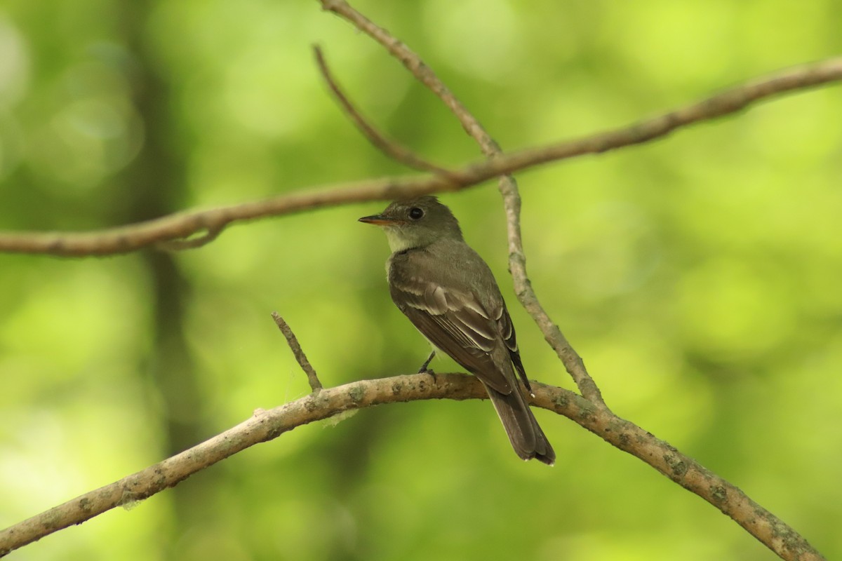 Weidenschnäppertyrann - ML140563181