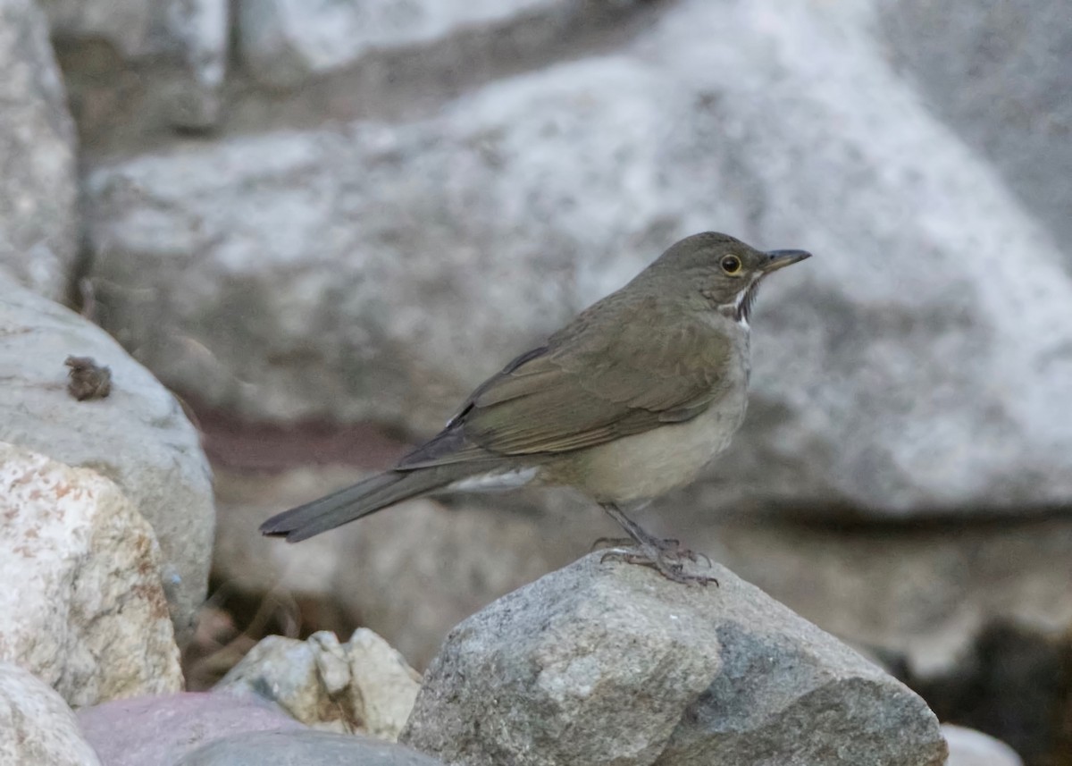 White-throated Thrush - ML140564301