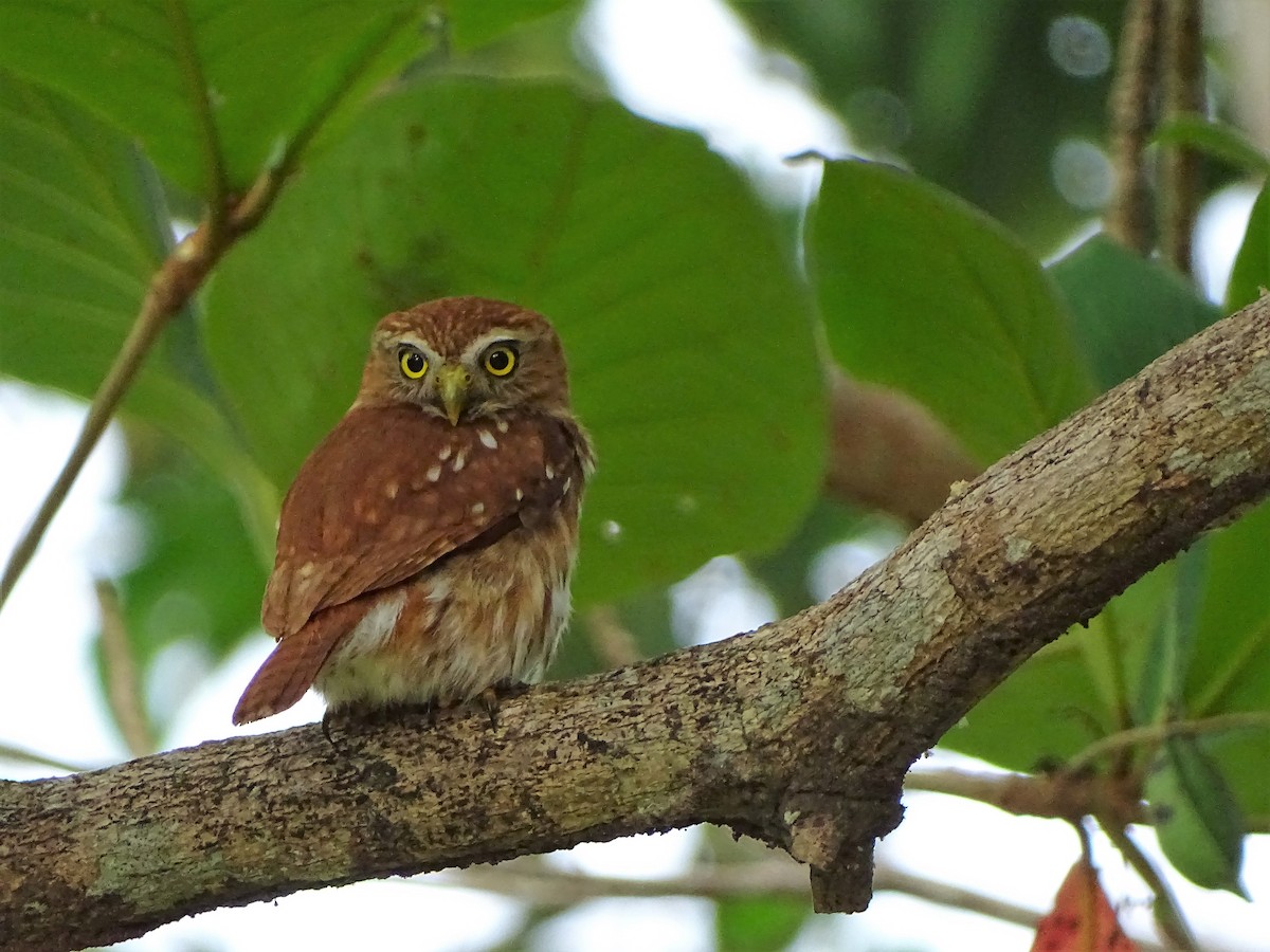 Ferruginous Pygmy-Owl - ML140564331