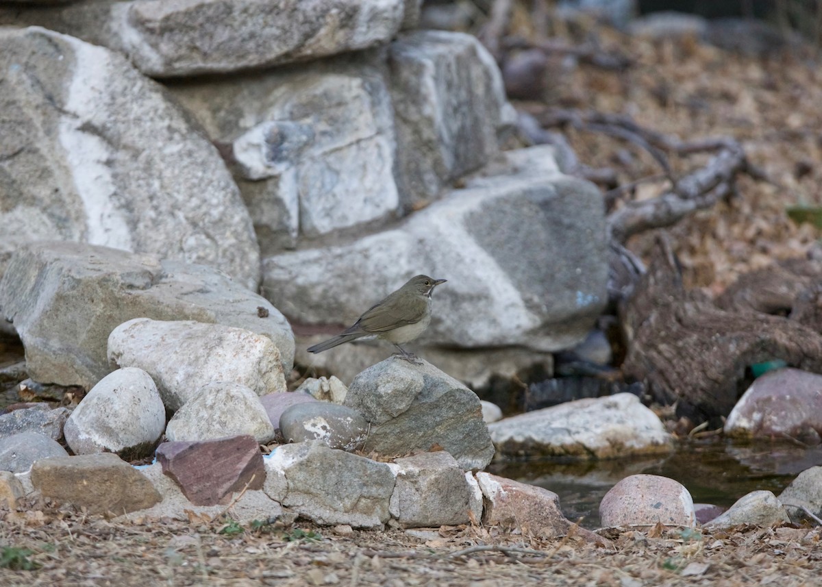 White-throated Thrush - Peder Svingen