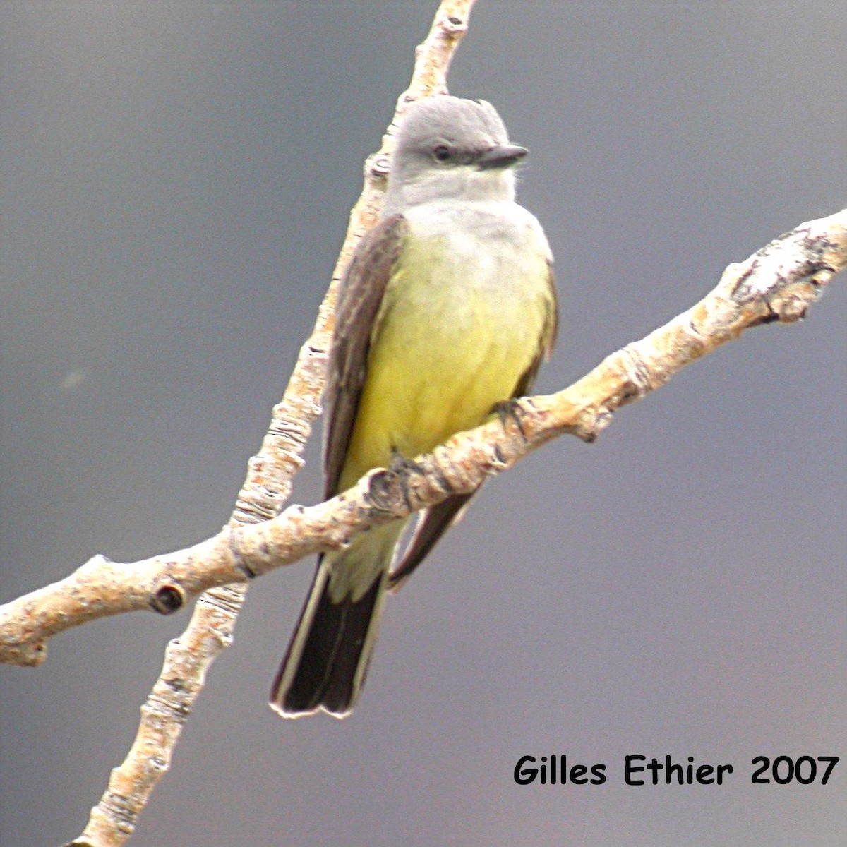 Western Kingbird - ML140564551