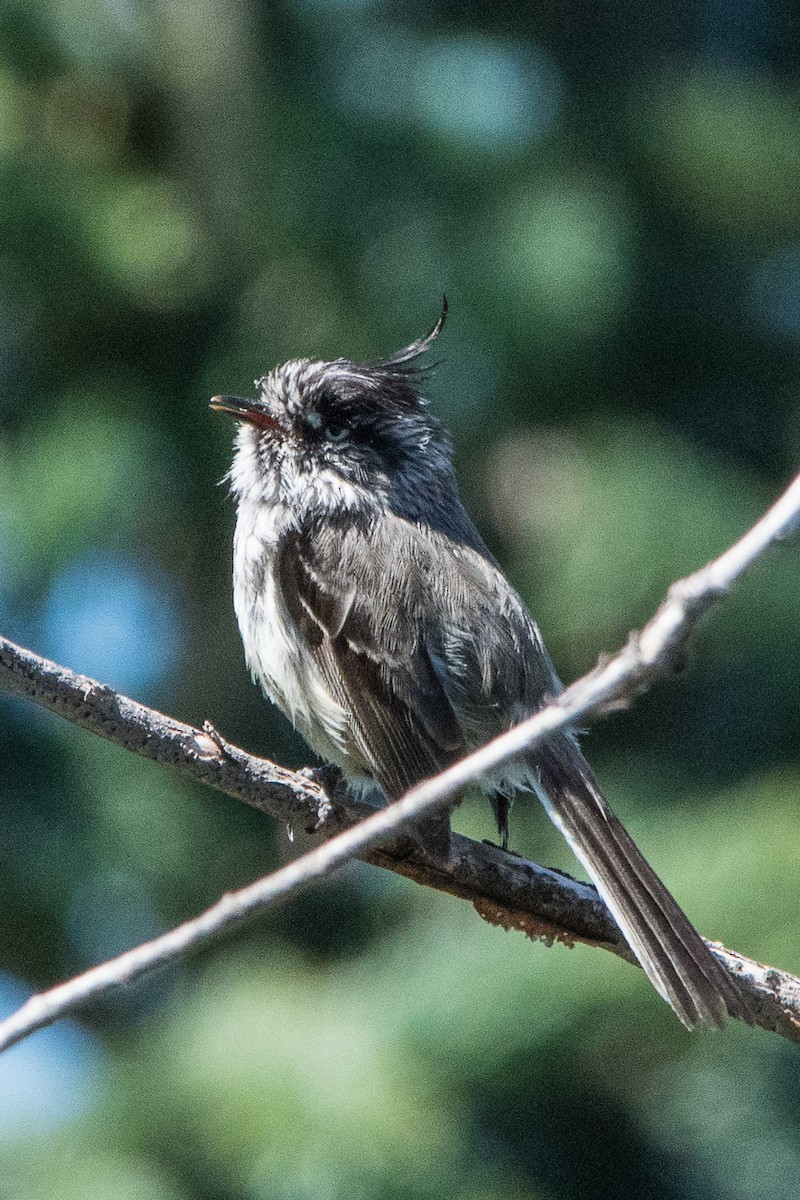 Tufted Tit-Tyrant - ML140565321