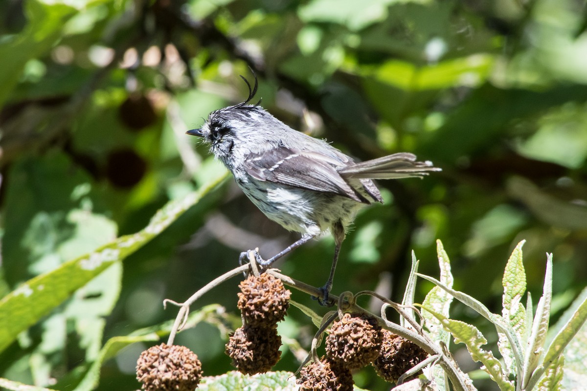 Tufted Tit-Tyrant - ML140565341