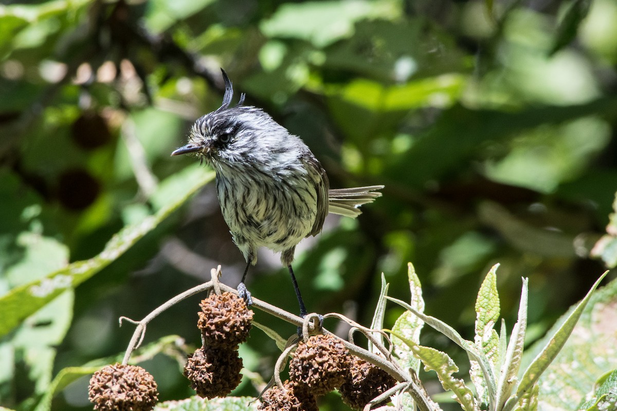 Tufted Tit-Tyrant - ML140565351