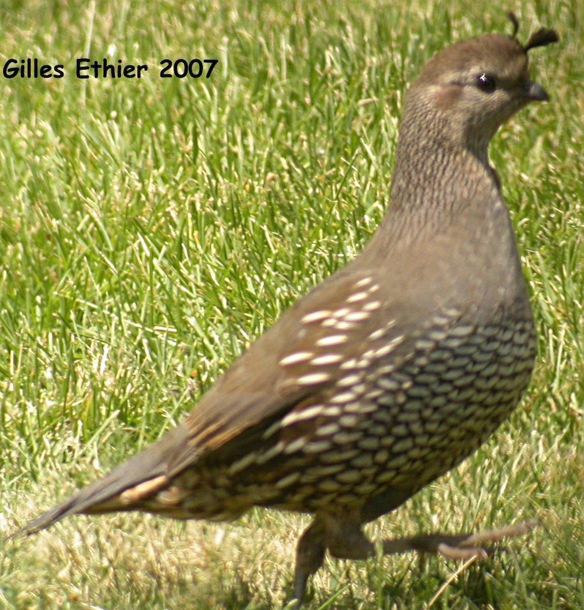 California Quail - Gilles Ethier