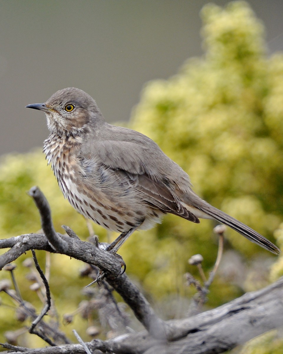 Sage Thrasher - ML140566601