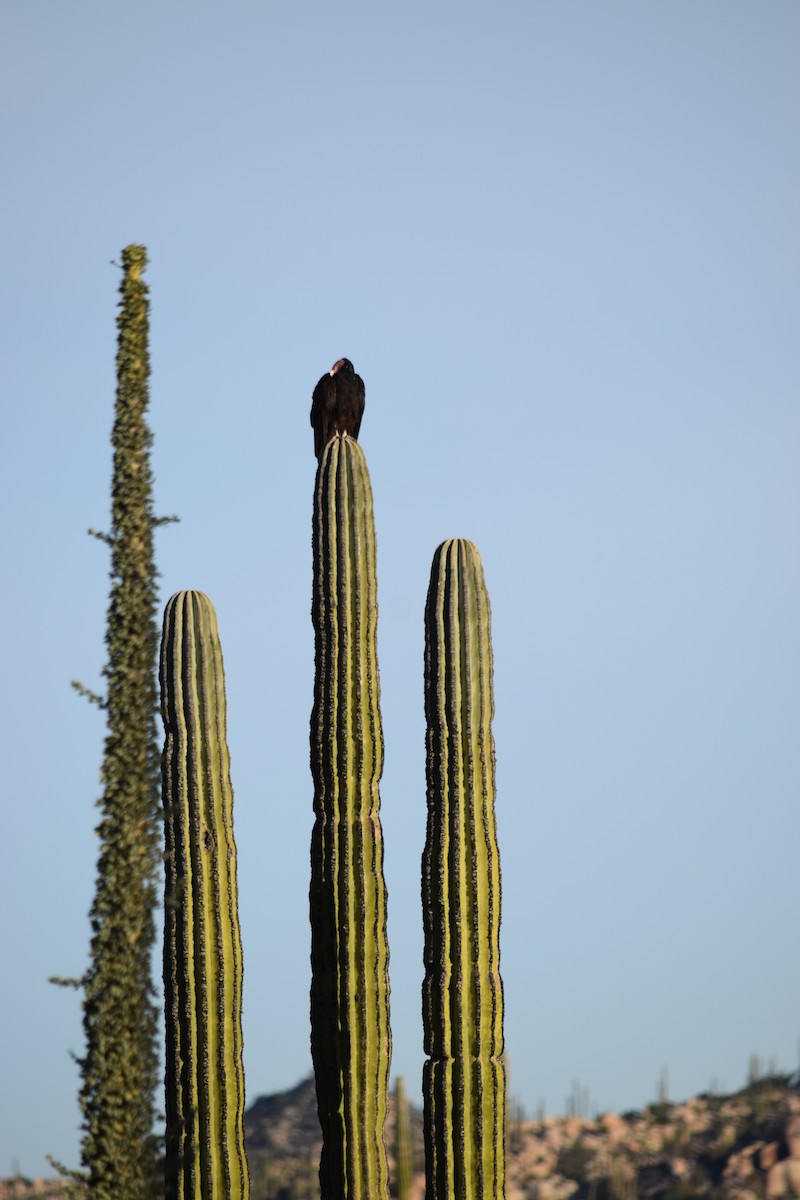 Turkey Vulture - ML140567001