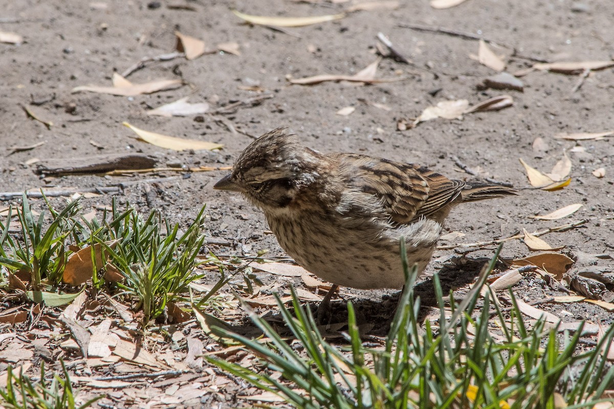 Rufous-collared Sparrow - ML140567391