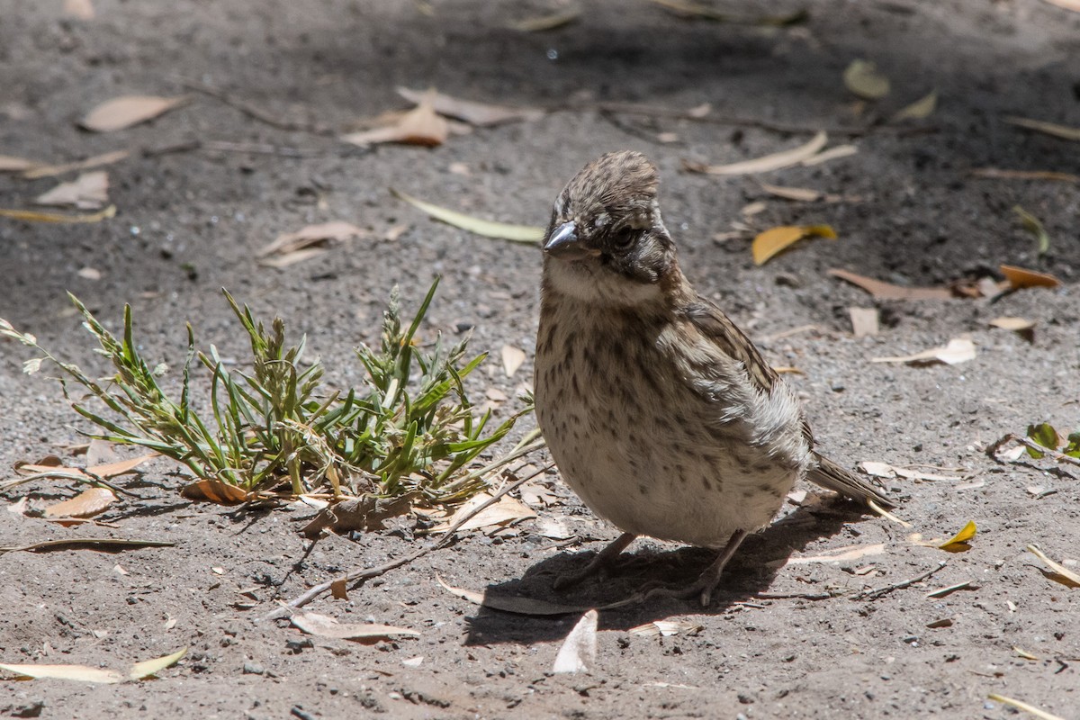 Rufous-collared Sparrow - ML140567401