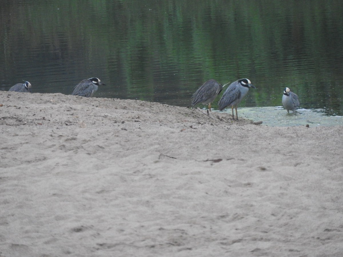 Yellow-crowned Night Heron - ML140568001