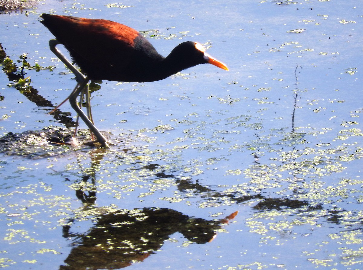 Northern Jacana - ML140568251