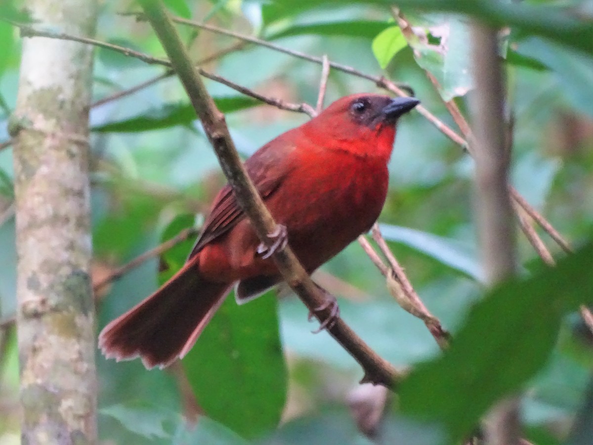 Red-throated Ant-Tanager - ML140569391